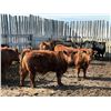 Image 2 : Pedersen Farms - 950# March Delivery Steers - 33 Head (Scandia, AB)