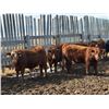 Image 3 : Pedersen Farms - 950# March Delivery Steers - 33 Head (Scandia, AB)