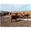 Image 4 : Pedersen Farms - 950# March Delivery Steers - 33 Head (Scandia, AB)