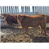 Image 5 : Pedersen Farms - 950# March Delivery Steers - 33 Head (Scandia, AB)