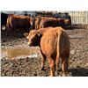 Image 6 : Pedersen Farms - 950# March Delivery Steers - 33 Head (Scandia, AB)