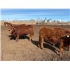 Image 7 : Pedersen Farms - 950# March Delivery Steers - 33 Head (Scandia, AB)