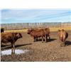 Image 8 : Pedersen Farms - 950# March Delivery Steers - 33 Head (Scandia, AB)