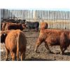 Image 9 : Pedersen Farms - 950# March Delivery Steers - 33 Head (Scandia, AB)