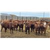 Image 1 : M.S. MacLean Livestock - 940# March Delivery Steers - 31 Head (Coaldale, AB)