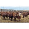 Image 2 : M.S. MacLean Livestock - 940# March Delivery Steers - 31 Head (Coaldale, AB)