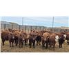 Image 3 : M.S. MacLean Livestock - 940# March Delivery Steers - 31 Head (Coaldale, AB)