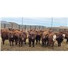 Image 4 : M.S. MacLean Livestock - 940# March Delivery Steers - 31 Head (Coaldale, AB)
