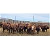 Image 5 : M.S. MacLean Livestock - 940# March Delivery Steers - 31 Head (Coaldale, AB)