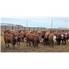 Image 6 : M.S. MacLean Livestock - 940# March Delivery Steers - 31 Head (Coaldale, AB)