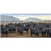Image 2 : M.S. MacLean Livestock - 920# March Delivery Steers - 144 Head (Coaldale, AB)