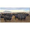 Image 3 : M.S. MacLean Livestock - 920# March Delivery Steers - 144 Head (Coaldale, AB)