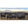 Image 4 : M.S. MacLean Livestock - 920# March Delivery Steers - 144 Head (Coaldale, AB)