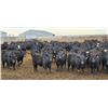 Image 6 : M.S. MacLean Livestock - 920# March Delivery Steers - 144 Head (Coaldale, AB)
