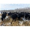 Image 2 : SNC Ranching - 930# March Delivery Steers - 185 Head (Arcola, SK)