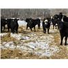 Image 4 : SNC Ranching - 930# March Delivery Steers - 185 Head (Arcola, SK)