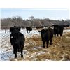 Image 5 : SNC Ranching - 930# March Delivery Steers - 185 Head (Arcola, SK)