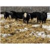 Image 6 : SNC Ranching - 930# March Delivery Steers - 185 Head (Arcola, SK)