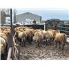 Image 2 : Glenn Ockerman - 920# March/April Delivery Steers - 68 Head (Marwayne, AB)