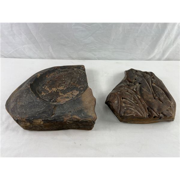 Fossilized Rocks