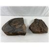 Image 1 : Fossilized Rocks
