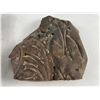 Image 3 : Fossilized Rocks