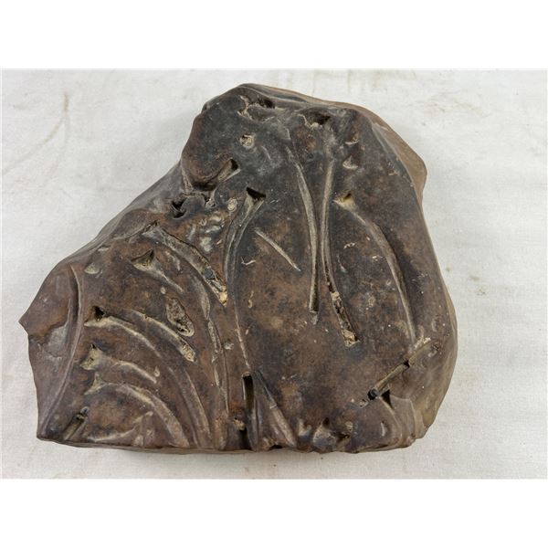 Fossilized Rock