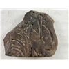 Image 1 : Fossilized Rock
