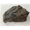 Image 2 : Fossilized Rock