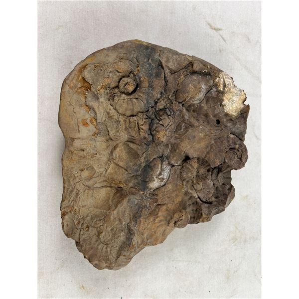 Fossilized Rock