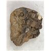 Image 1 : Fossilized Rock
