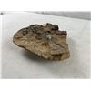 Image 2 : Fossilized Rock