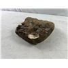 Image 3 : Fossilized Rock