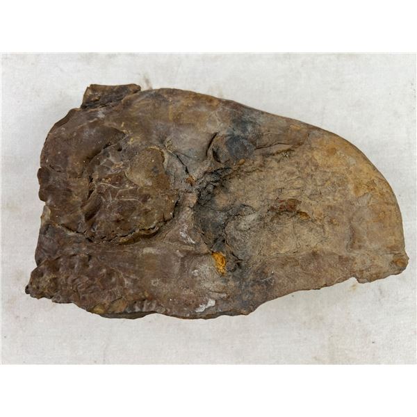 Fossilized Rock