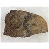 Image 1 : Fossilized Rock