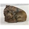 Image 2 : Fossilized Rock
