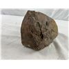 Image 4 : Fossilized Rock