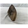 Image 5 : Fossilized Rock