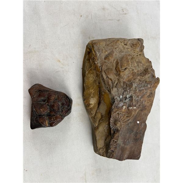 Fossilized Rock Lot