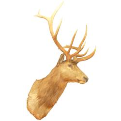 Mounted elk head, a large well-mounted trophy, great for your cabin, office or home, VG cond, 57"H x