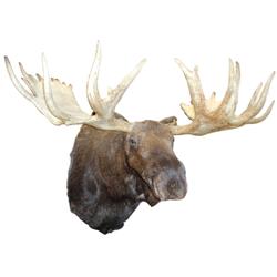 Moose head mount, 79" horn spread, 2nd largest spread shot in the state of Alaska, near Fairbanks, a