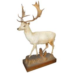 Animal mount, Reindeer on display base, very unique, VG cond, 75"H x 48"L.