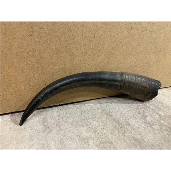 Water Buffalo Horn