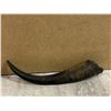 Image 5 : Water Buffalo Horn