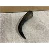 Image 7 : Water Buffalo Horn