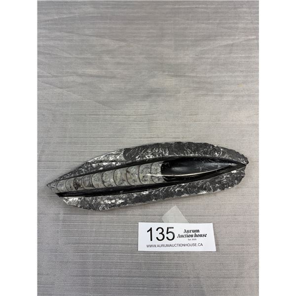 8" Tall Orthoceras Fossil Specimen