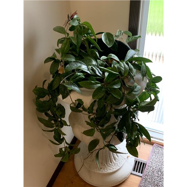 Decorative White Urn Planter with Beautiful Live Plant