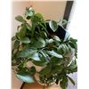Image 2 : Decorative White Urn Planter with Beautiful Live Plant