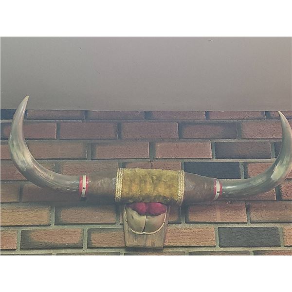 Mounted Steer Horns With Decorative Felt and Rope