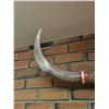 Image 3 : Mounted Steer Horns With Decorative Felt and Rope